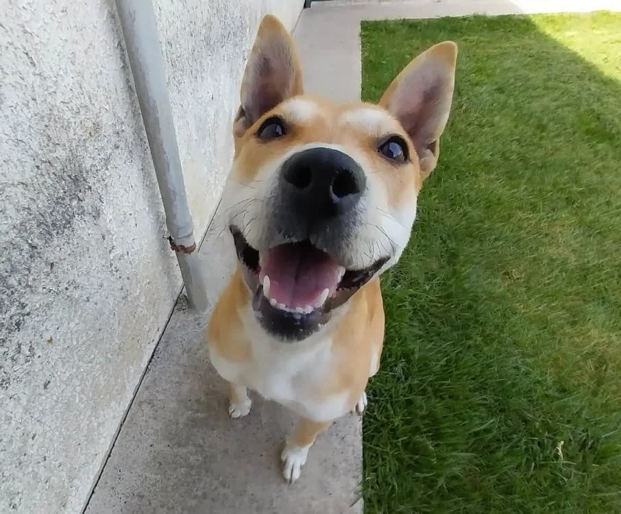 AKITA, female young Shiba Inu for adoption at SPA Laon, Laon
