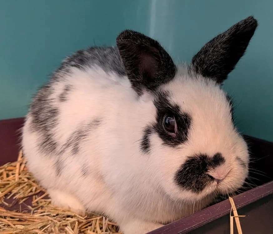 GLACIA, female young Mixed Breed for adoption at SPA Laon, Laon