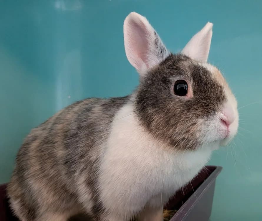 SORA, female young Mixed Breed for adoption at SPA Laon, Laon