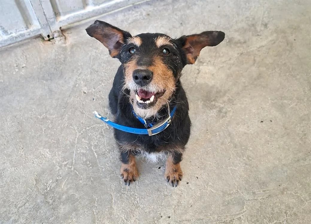 LOUNA, female senior mixed breed for adoption at SPA Laon, Laon
