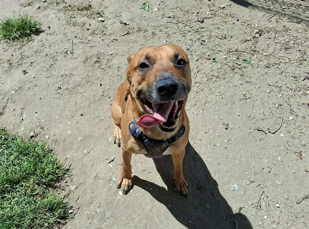 PACO, male 3yo Mixed Breed for adoption at SPA Laon, Laon