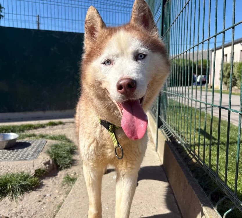 ORGY, female 7yo Husky for adoption at SPA Laon, Laon