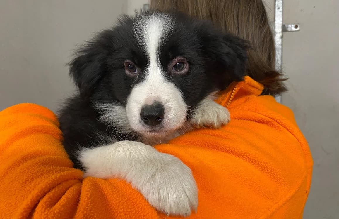 TIMO, Border Collie (SPA Le Mans (Yvré-L'Évêque))