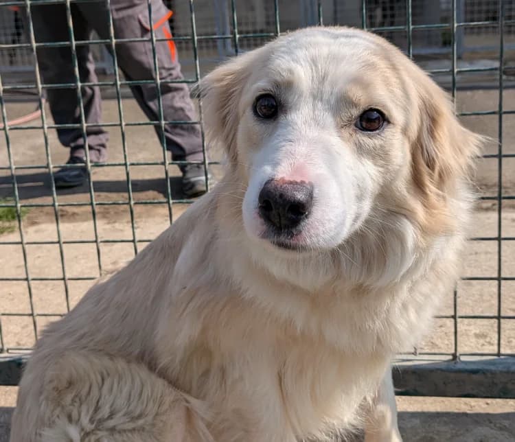 LILAS, female 5yo mixed breed for adoption at SPA Laon, Laon