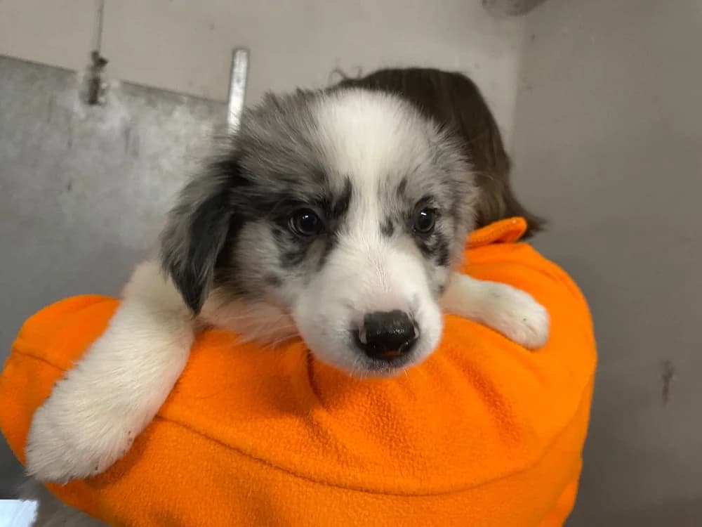 MILO, male Border Collie for adoption at SPA Laon, Laon