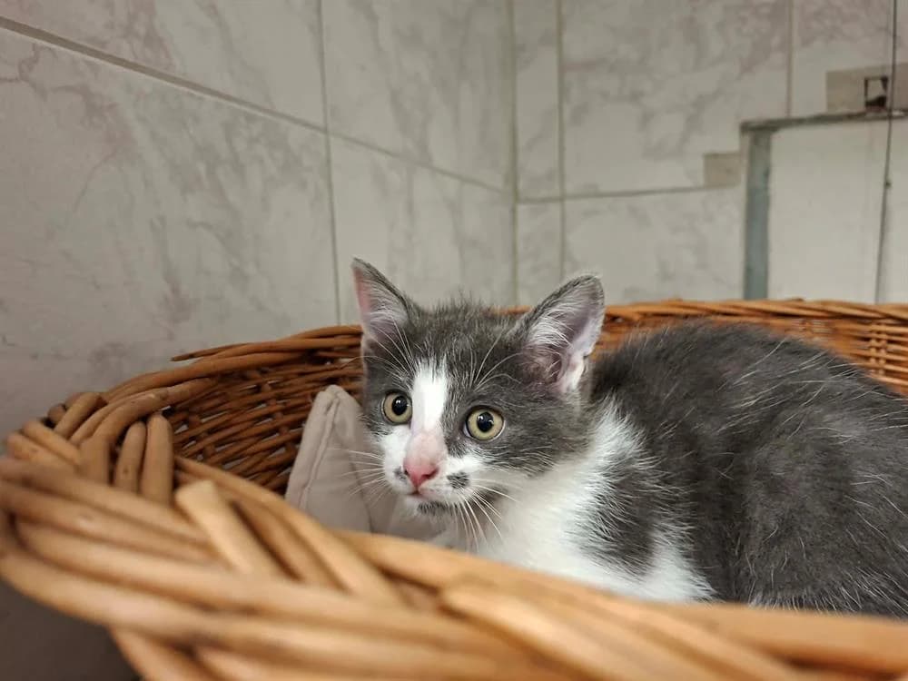 TIKEN, female Mixed Breed for adoption at SPA Laon, Laon