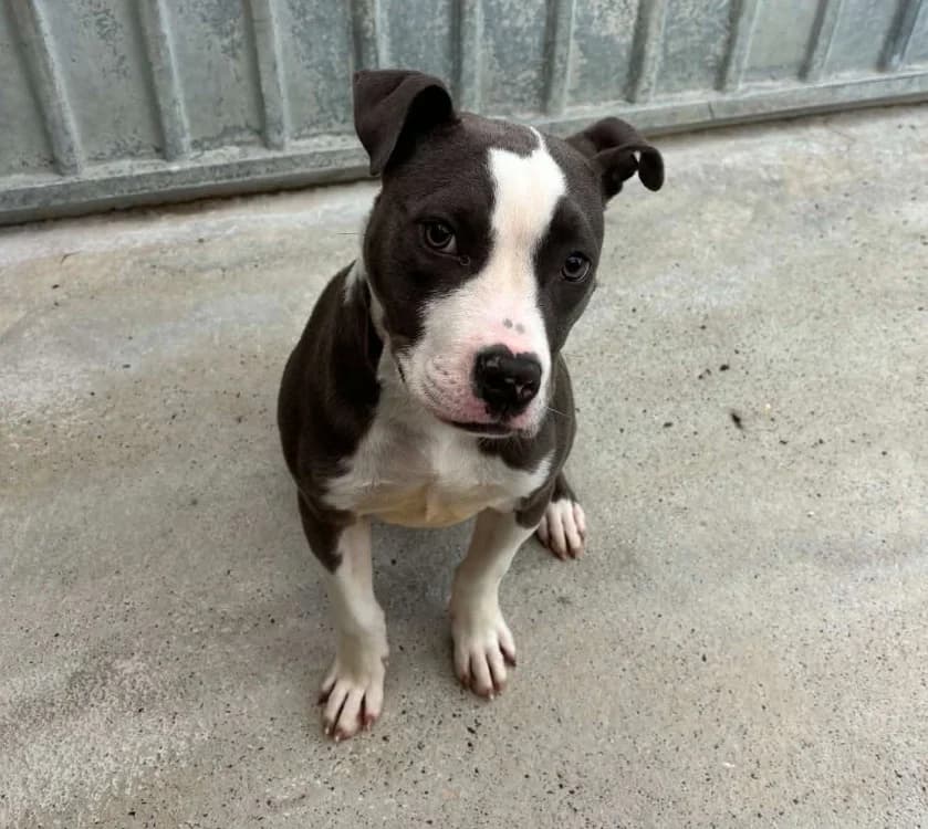 evy, female puppy mixed breed for adoption at SPA Laon, Laon