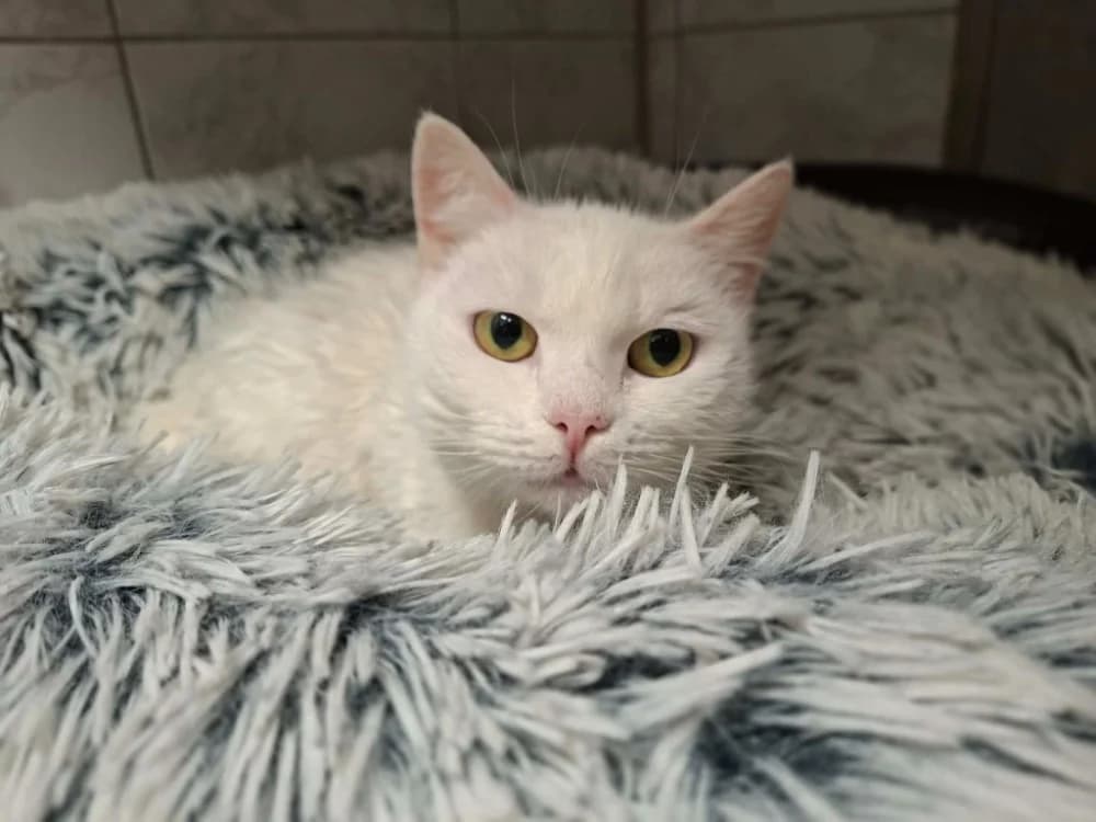 BLANCHE NEIGE, female 7yo Mixed Breed for adoption at SPA Laon, Laon