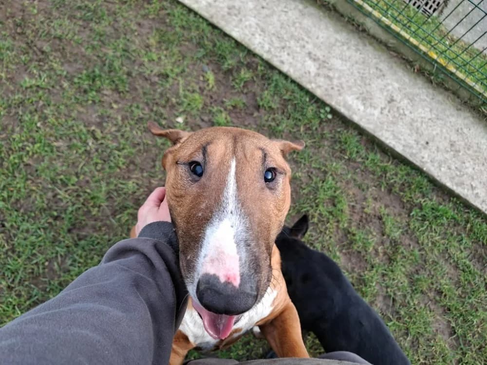 VIOLETTE, female young Bull Terrier for adoption at SPA Laon, Laon