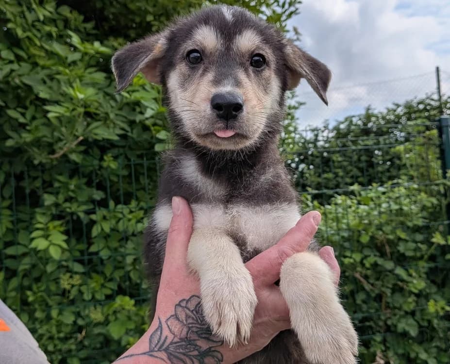 LOUNA, female puppy mixed breed for adoption at SPA Laon, Laon
