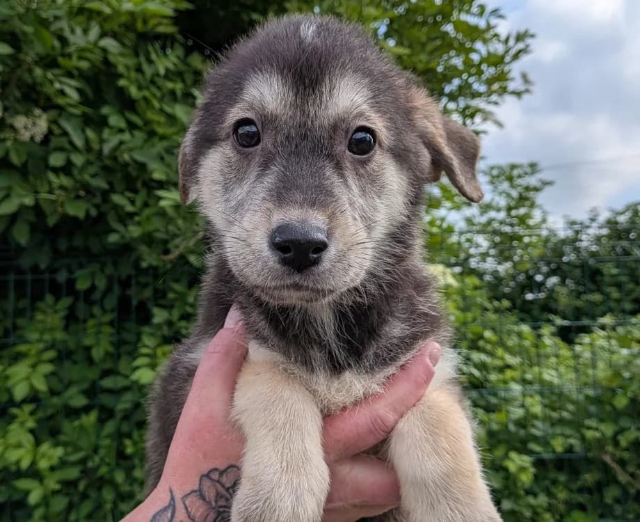 GIMMY, female puppy Labrador Retriever for adoption at SPA Laon, Laon