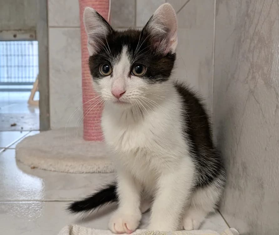 MASSY, male Mixed Breed for adoption at SPA Laon, Laon