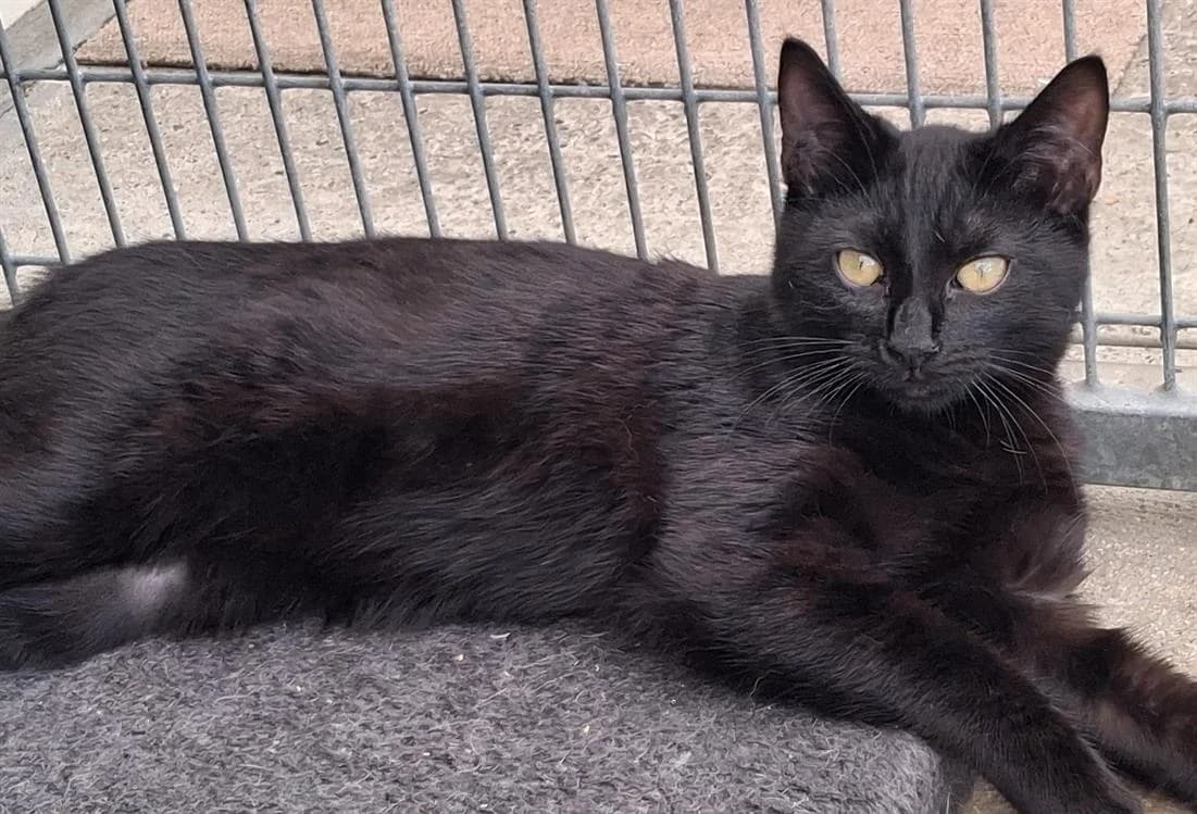 rock, male Mixed Breed for adoption at SPA Laon, Laon