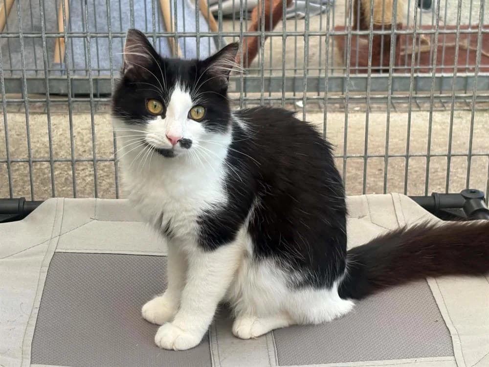 blues, male Mixed Breed for adoption at SPA Laon, Laon