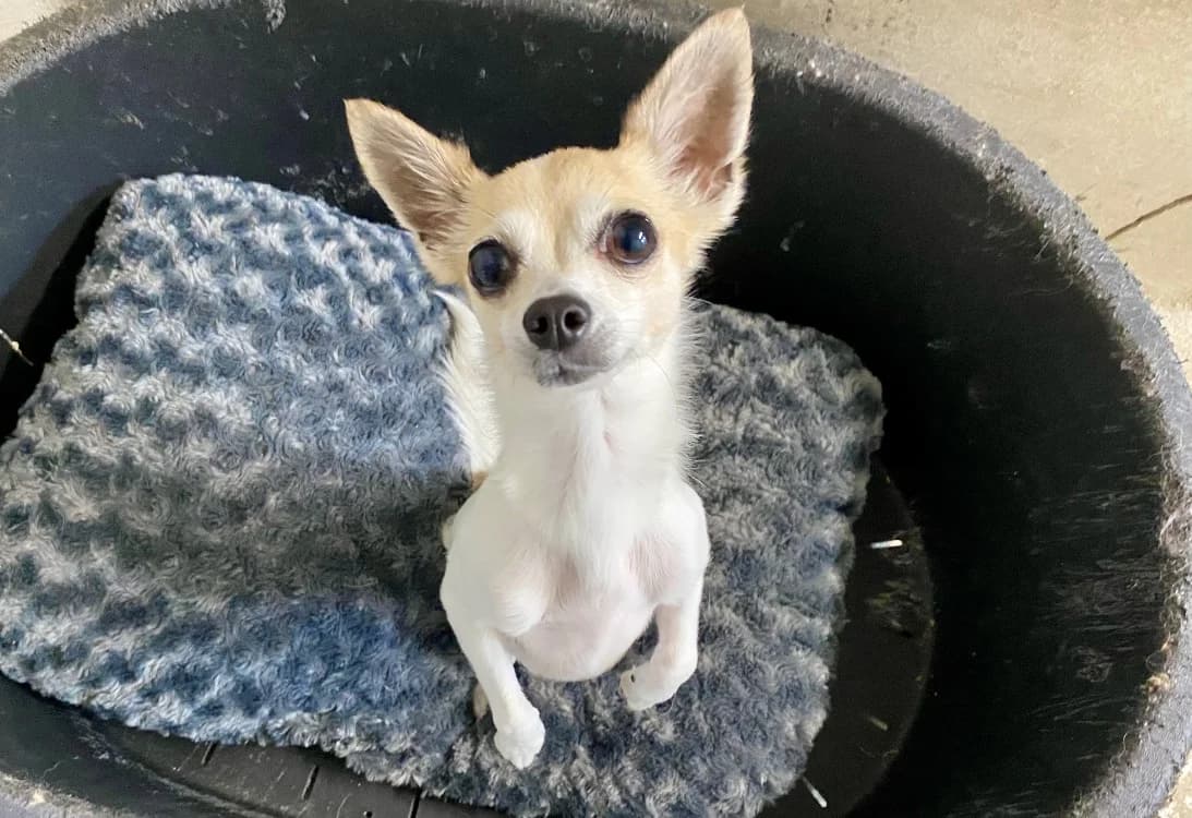 ANGE, female 5yo Chihuahua for adoption at SPA Laon, Laon