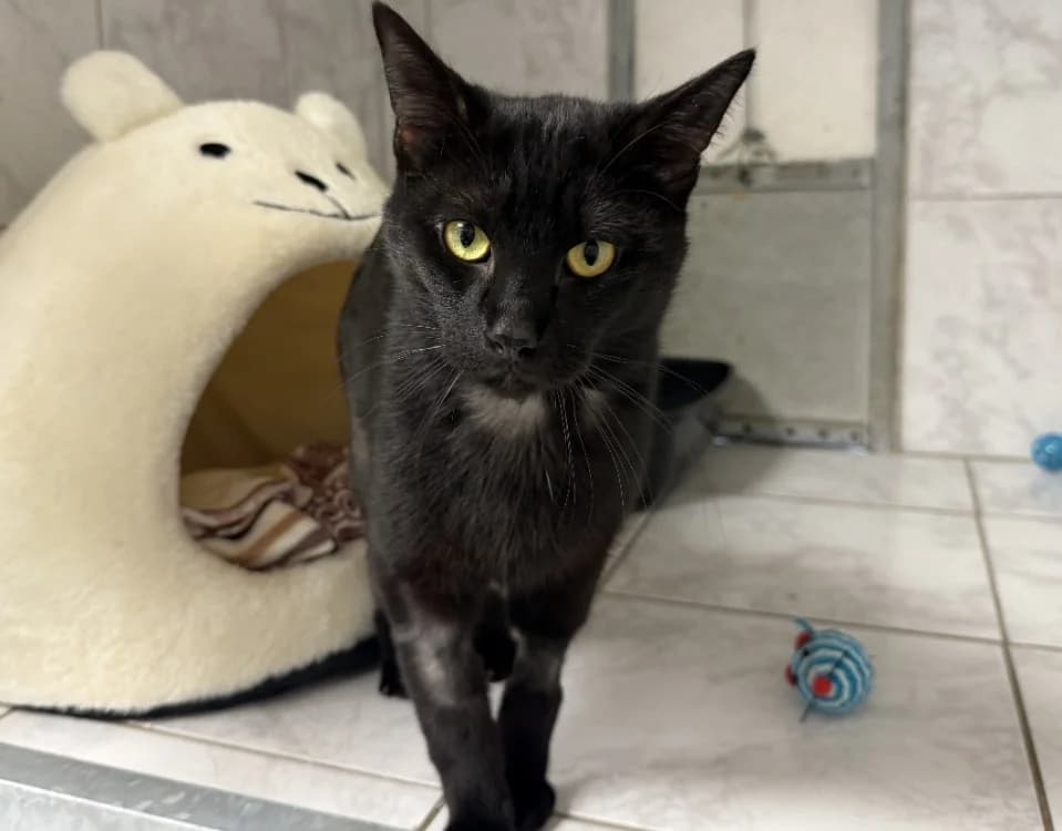 RIO, male 3yo Mixed Breed for adoption at SPA Laon, Laon