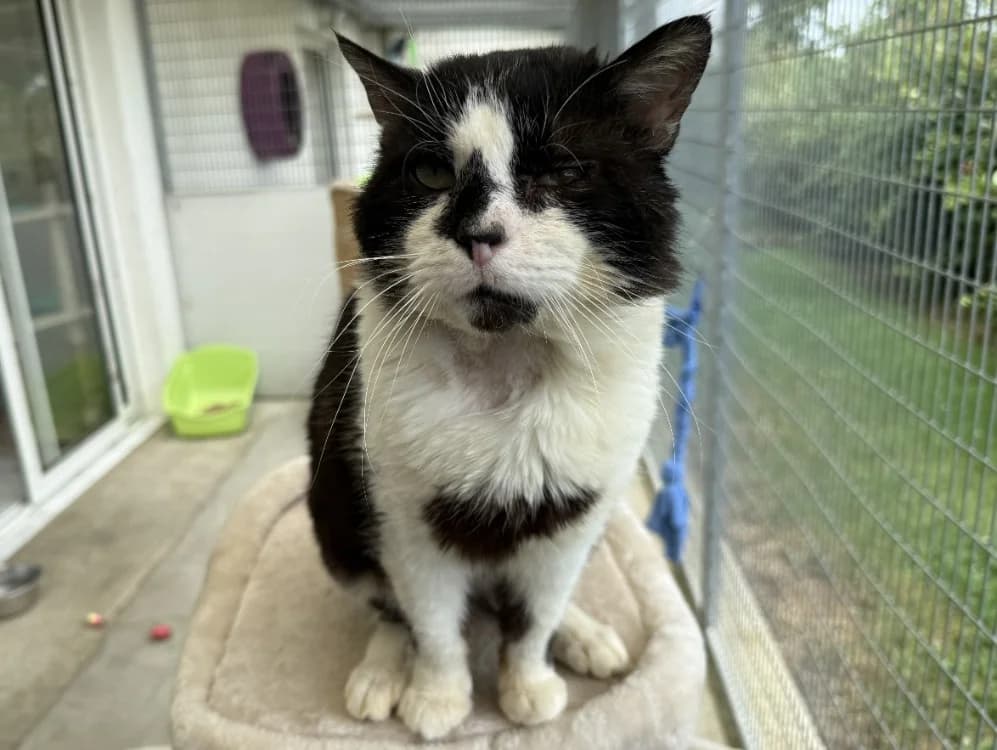 RAOUL, male senior Mixed Breed for adoption at SPA Laon, Laon