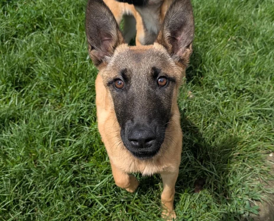 SANA, female mixed breed for adoption at SPA Laon, Laon