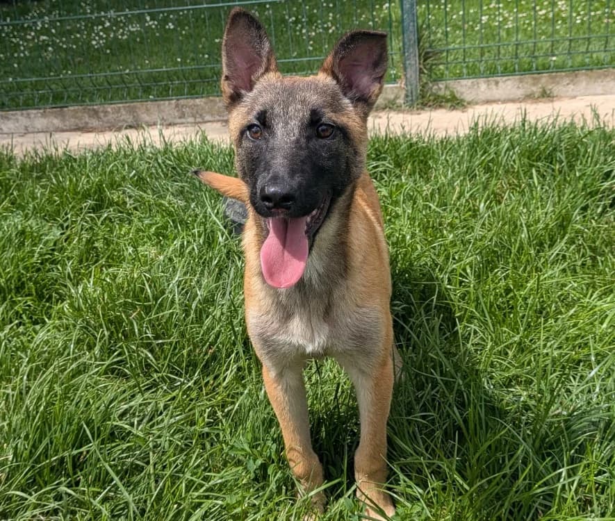 VALKA, female Belgian Malinois for adoption at SPA Laon, Laon