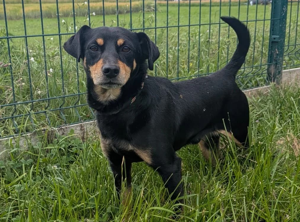 WILL, male 5yo mixed breed for adoption at SPA Laon, Laon