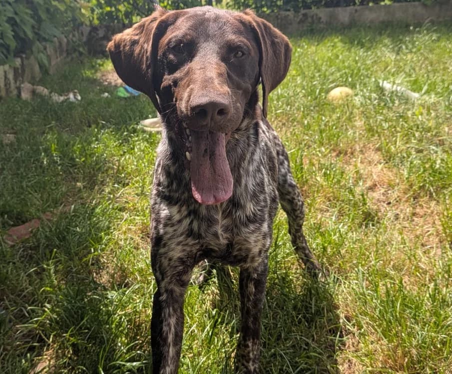 RUBBLE, male young Pointer for adoption at SPA Laon, Laon