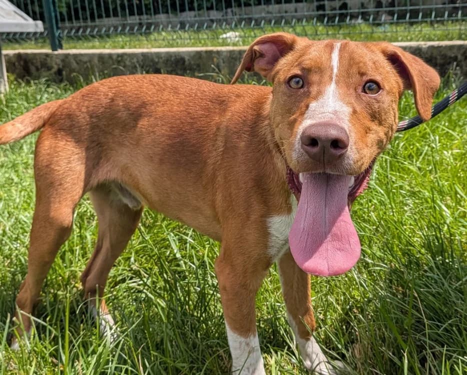 DAKOTA, male mixed breed for adoption at SPA Laon, Laon
