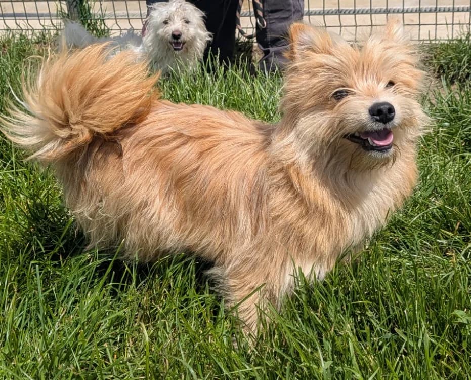 ZAMA, male young Cairn Terrier for adoption at SPA Laon, Laon