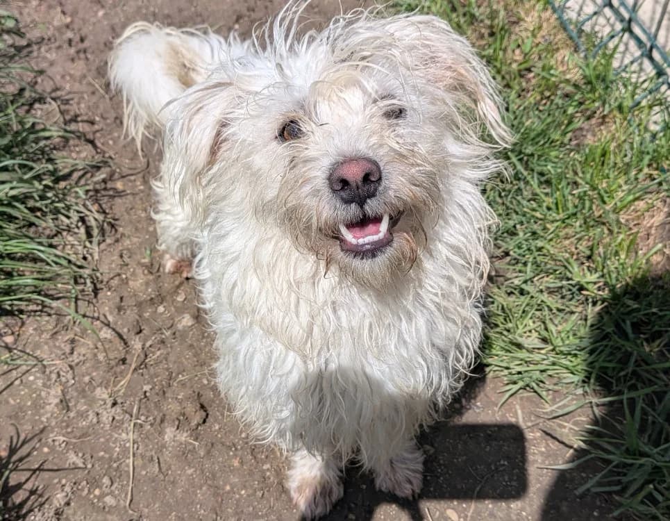 ZOUKA, male young Bichon Frisé for adoption at SPA Laon, Laon