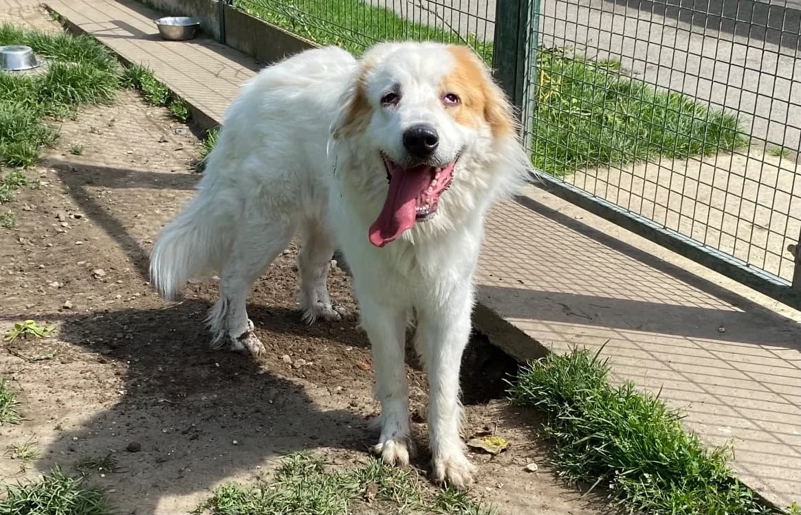 BELLE, female young mixed breed for adoption at SPA Laon, Laon