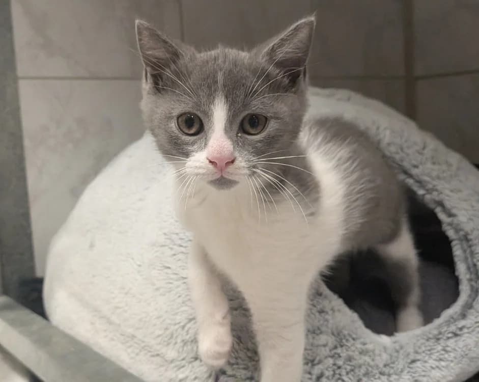 BOUM, Mixed Breed (SPA Laon)