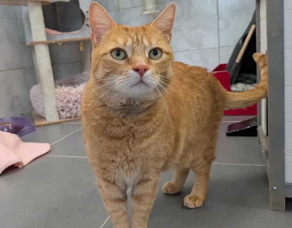 LECHAT, male 4yo Mixed Breed for adoption at SPA Laon, Laon