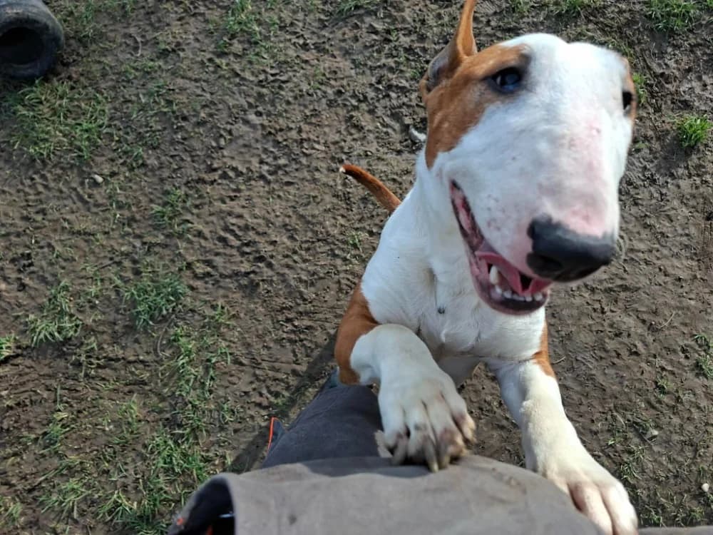 ANA, female young Bull Terrier for adoption at SPA Laon, Laon