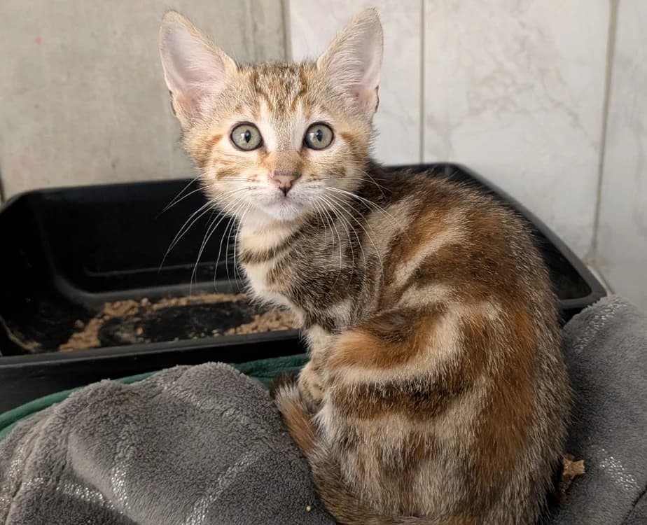 minski, female Mixed Breed for adoption at SPA Laon, Laon