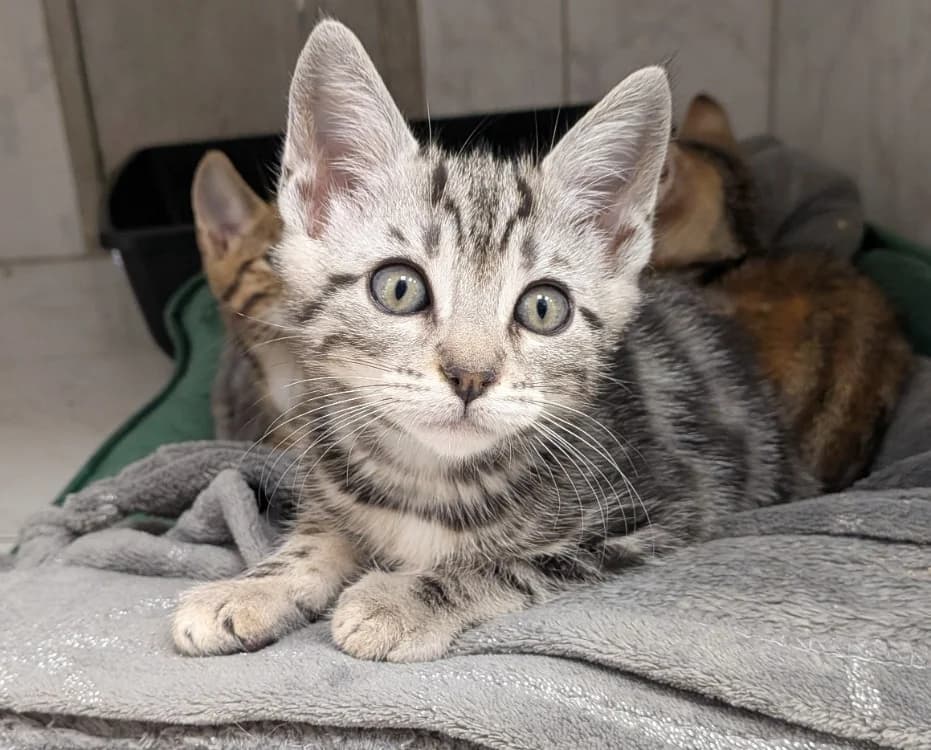 grinsi, male Mixed Breed for adoption at SPA Laon, Laon