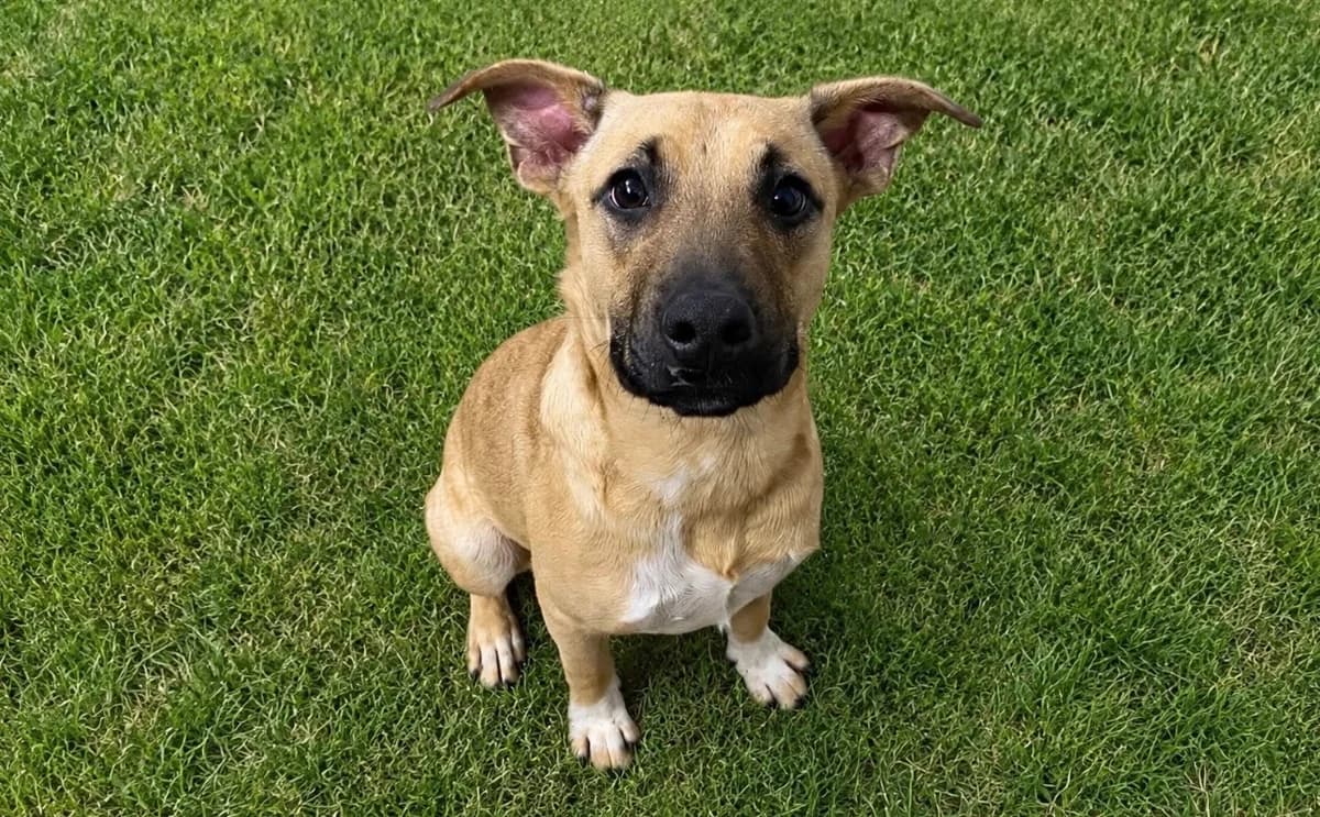 APACHE, male mixed breed for adoption at SPA Laon, Laon