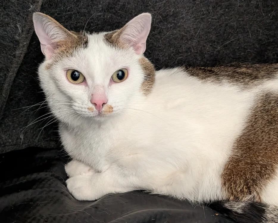 atchoum, male 3yo mixed breed for adoption at SPA Laon, Laon