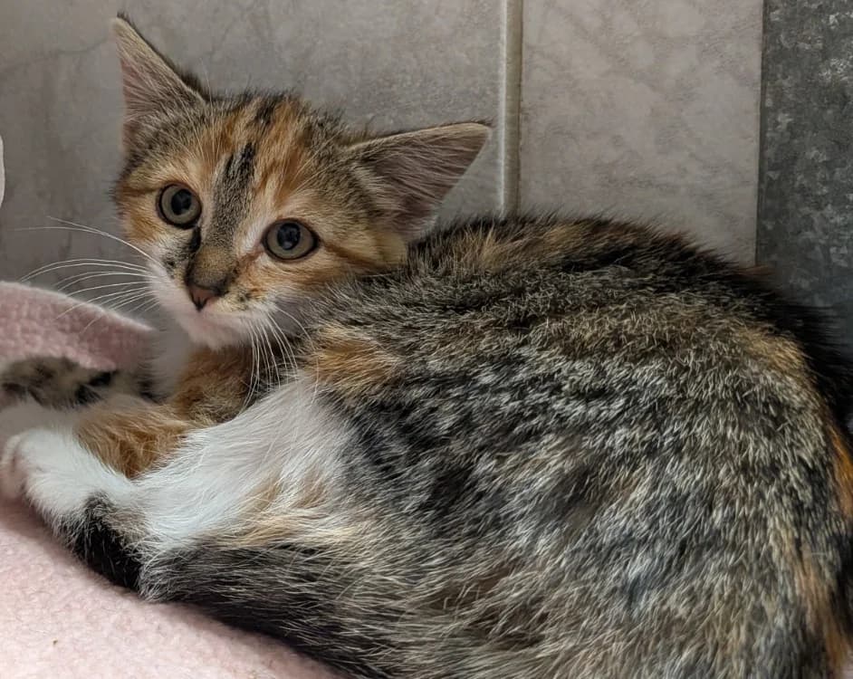 MISORA, female Mixed Breed for adoption at SPA Laon, Laon