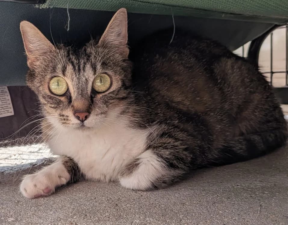 Rosita, female 4yo Mixed Breed for adoption at SPA Laon, Laon