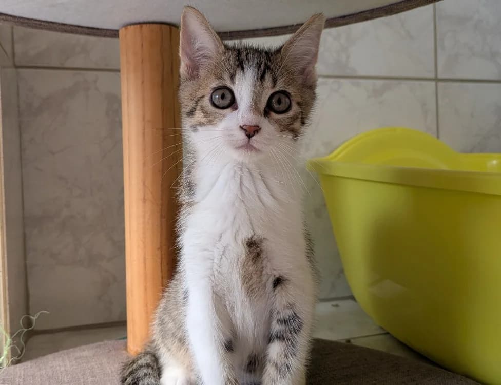 TEMPETO, male Mixed Breed for adoption at SPA Laon, Laon
