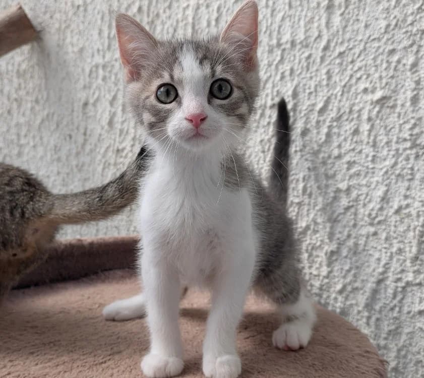 TRANSAT, male Mixed Breed for adoption at SPA Laon, Laon