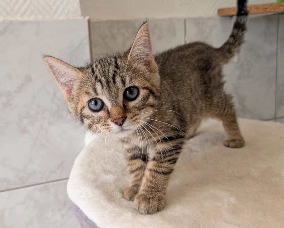 SOLEIL, male mixed breed for adoption at SPA Laon, Laon