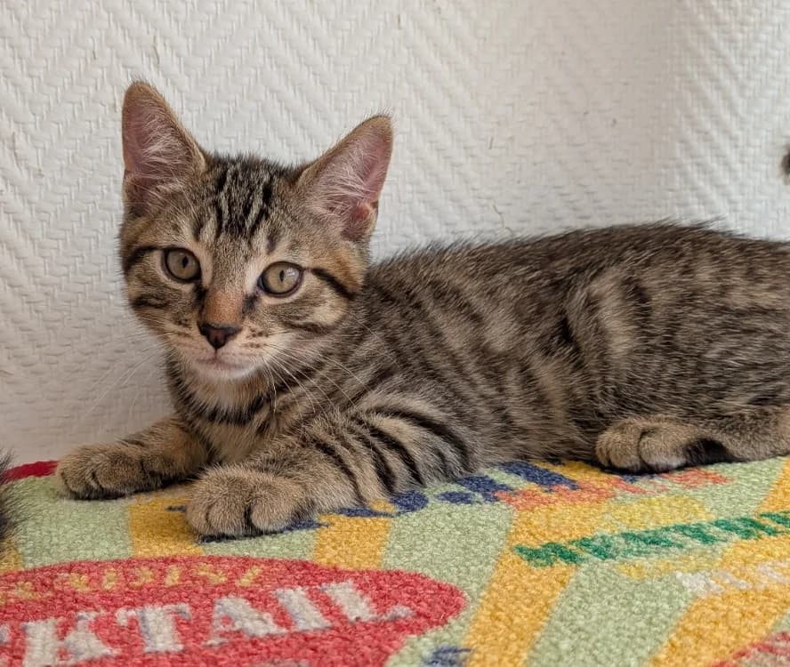 FRENCHY, male Mixed Breed for adoption at SPA Laon, Laon
