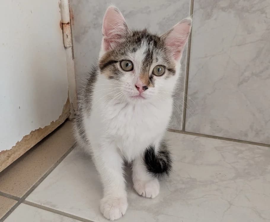 STANY, female Mixed Breed for adoption at SPA Laon, Laon