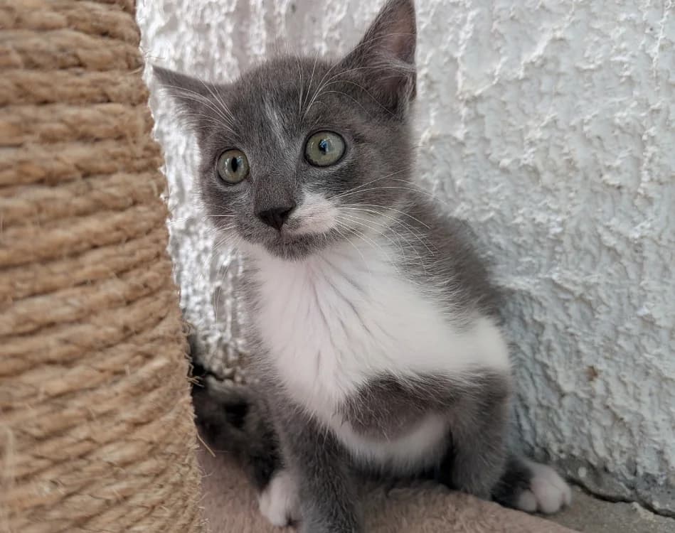 MYRO, male Mixed Breed for adoption at SPA Laon, Laon