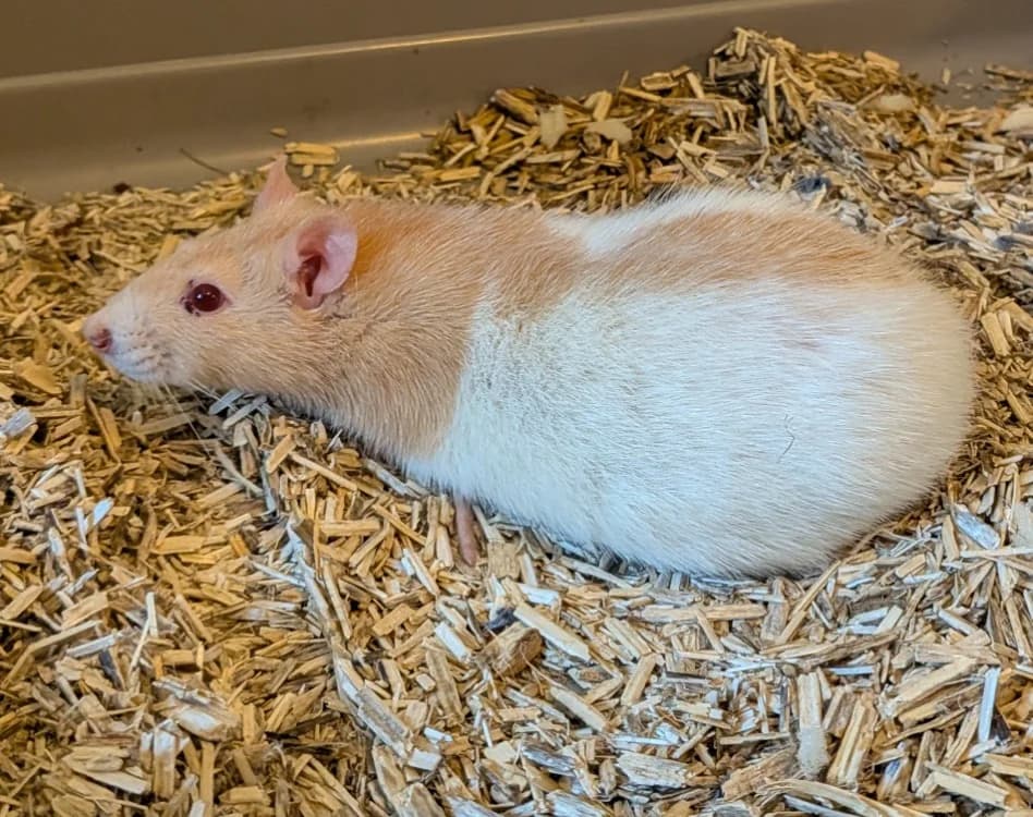 Fifoune, female Mixed Breed for adoption at SPA Laon, Laon
