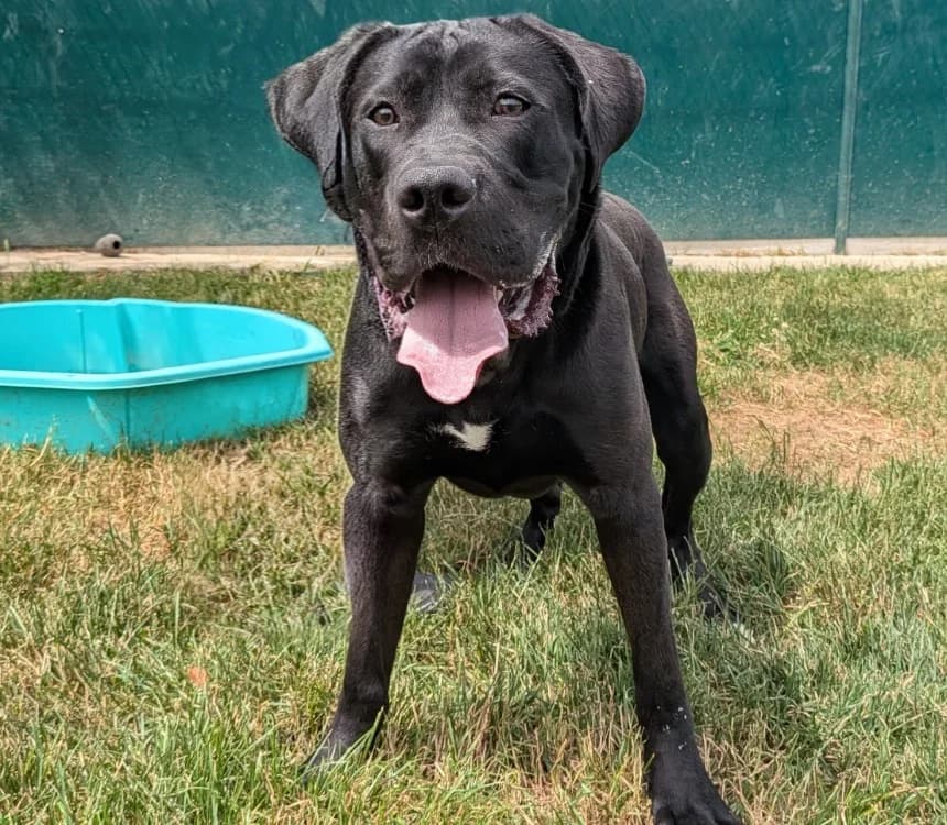 PLUTOT, male Cane Corso for adoption at SPA Laon, Laon