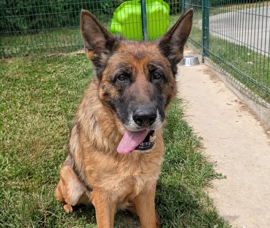 ADELE, female senior German Shepherd for adoption at SPA Laon, Laon