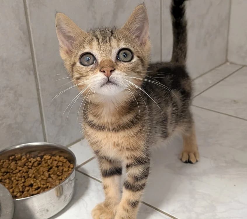 LIROY, male Mixed Breed for adoption at SPA Laon, Laon