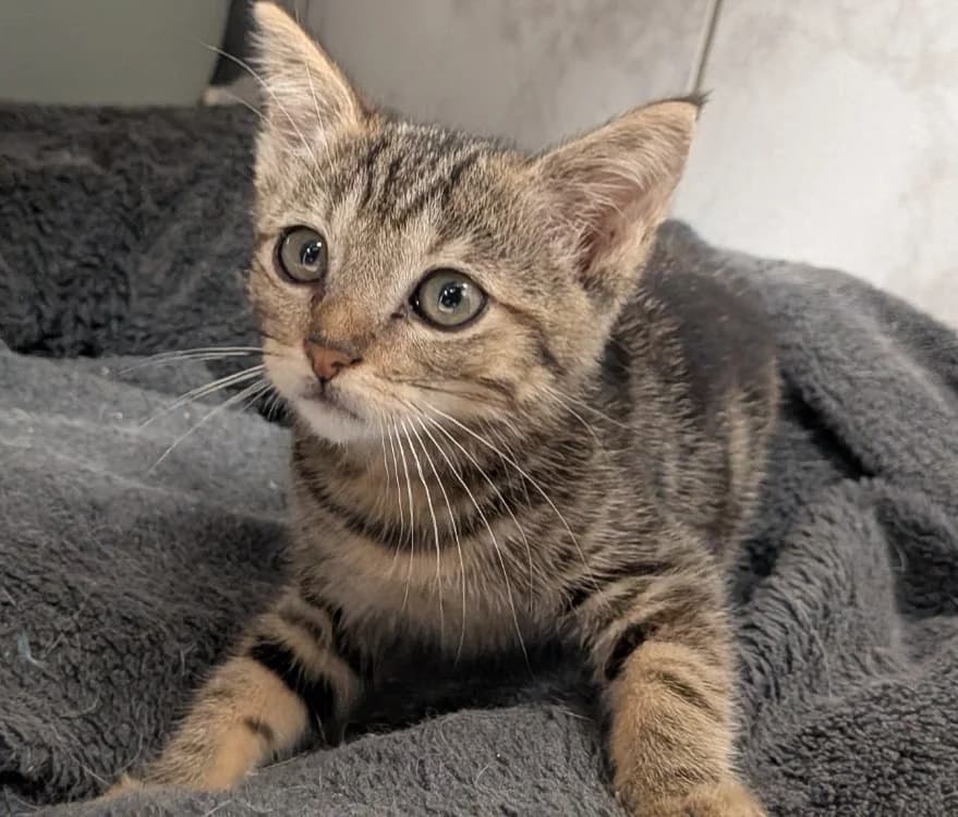 TAMATOA, male Mixed Breed for adoption at SPA Laon, Laon