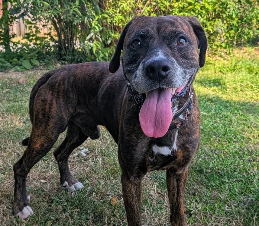 yess, male 6yo Mixed Breed for adoption at SPA Laon, Laon